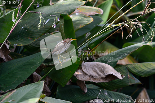 Image of least bittern