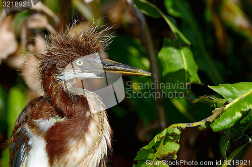 Image of tricolored heron, wacodahatchee wetlands