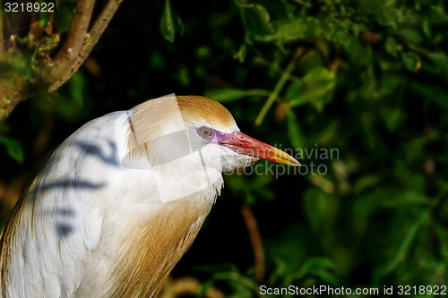 Image of cattle egret