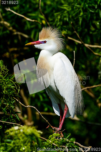 Image of cattle egret