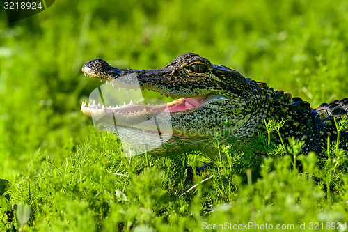 Image of american alligator, viera wetlands