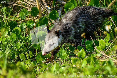 Image of virginia opossum, viera wetlands