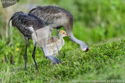 Image of sandhill crane, viera wetlands