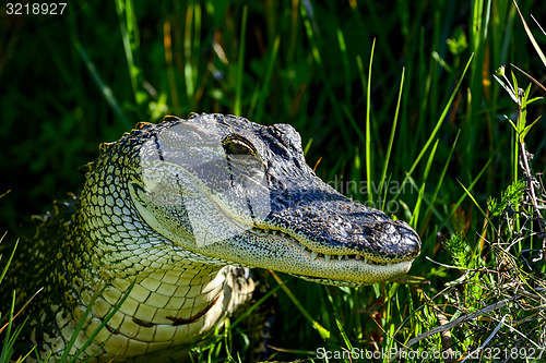 Image of american alligator, viera wetlands