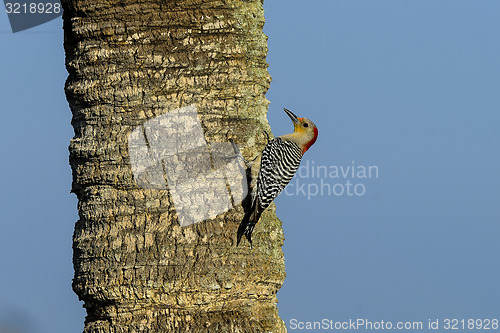 Image of red-bellied woodpecker, viera wetlands