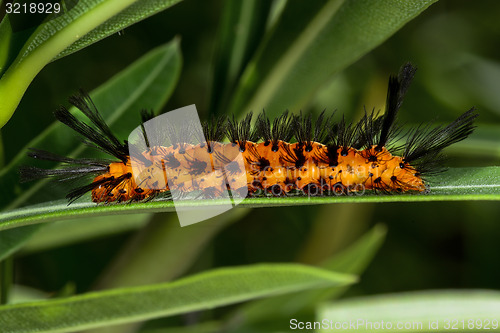 Image of polka-dot wasp moth, big pine key