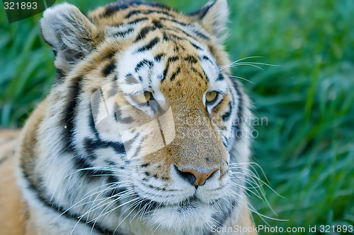 Image of Tiger