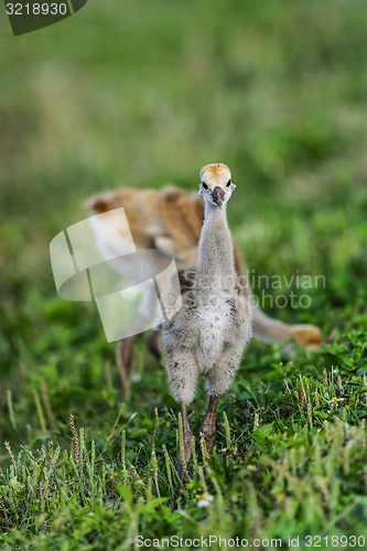 Image of sandhill crane, viera wetlands