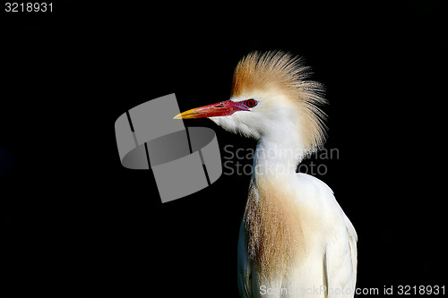 Image of cattle egret