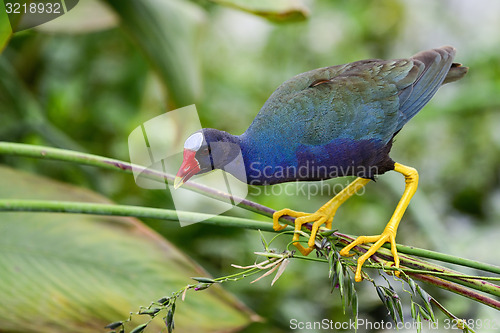 Image of purple gallinule, wacodahatchee wetlands