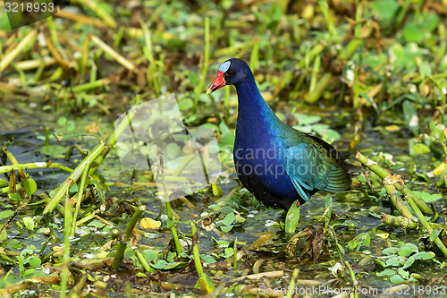 Image of purple gallinule, wacodahatchee wetlands