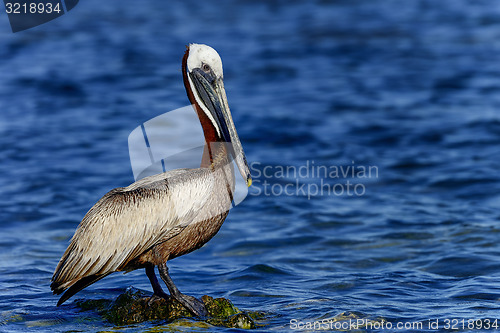 Image of brown pelican, florida keys