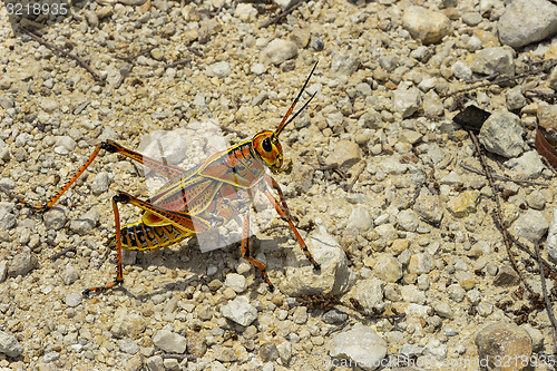 Image of eastern lubber grasshopper, everglades