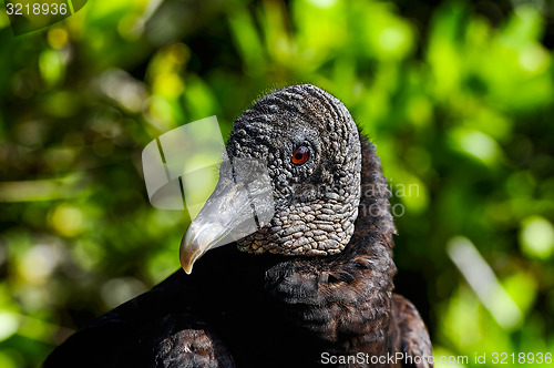 Image of coragyps atratus, black vulture