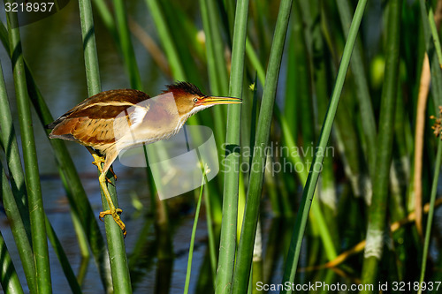 Image of least bittern, viera wetlands