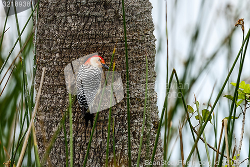 Image of red-bellied woodpecker, viera wetlands