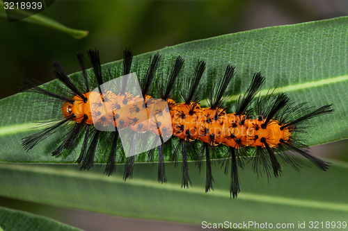 Image of polka-dot wasp moth, big pine key