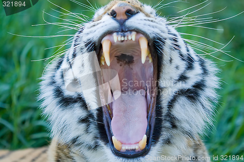 Image of Siberian Tiger