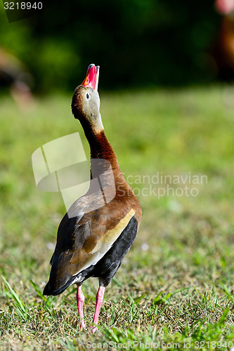 Image of black-bellied whistling-duck, wacodahatchee wetlands