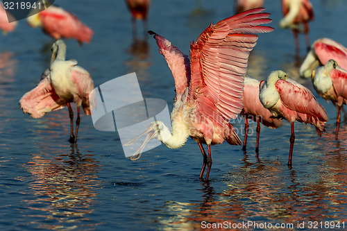 Image of roseate spoonbill, sanibel