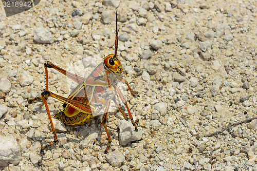 Image of eastern lubber grasshopper, everglades