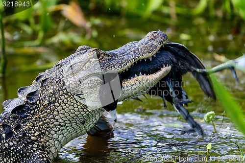 Image of american alligator, viera wetlands