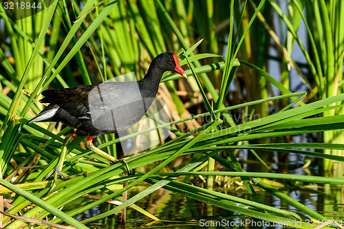 Image of common moorhen, viera wetlands