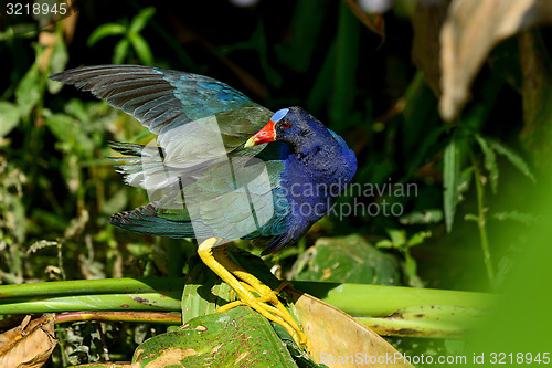 Image of purple gallinule, wacodahatchee wetlands