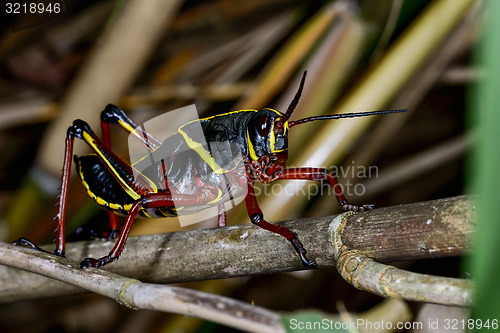 Image of eastern lubber grasshopper, everglades