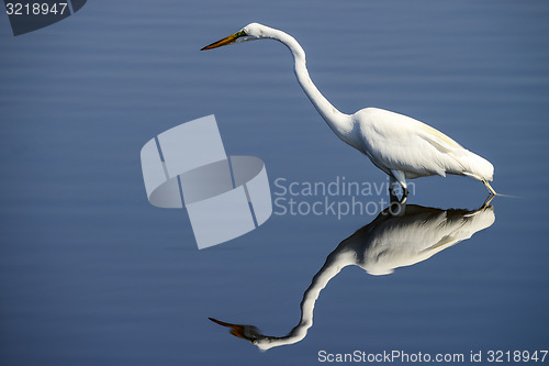 Image of great egret, merritt-island