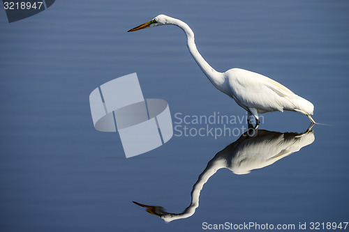 Image of great egret, merritt-island