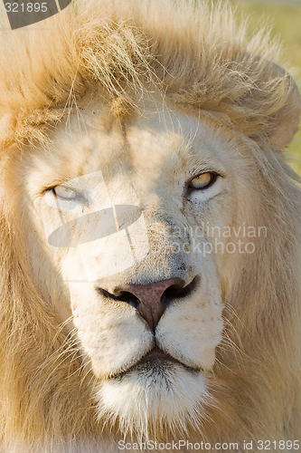 Image of White Lion