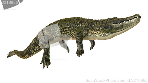 Image of American Alligator