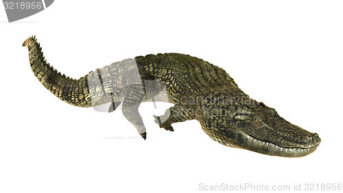 Image of American Alligator