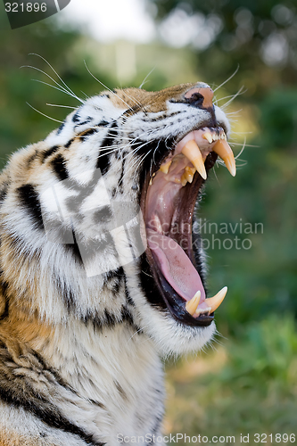 Image of Siberian Tiger