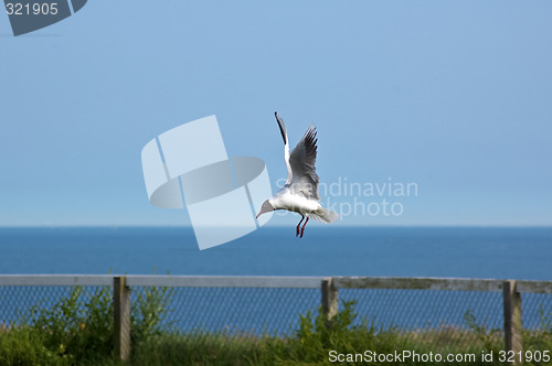 Image of Swooping Seagull