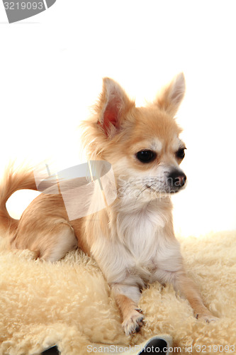 Image of chihuahua