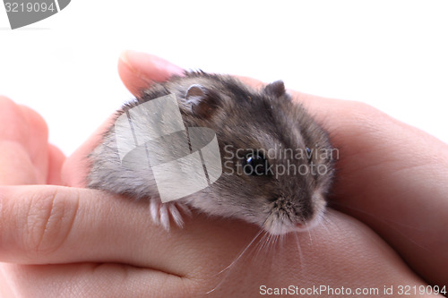 Image of dzungarian mouse