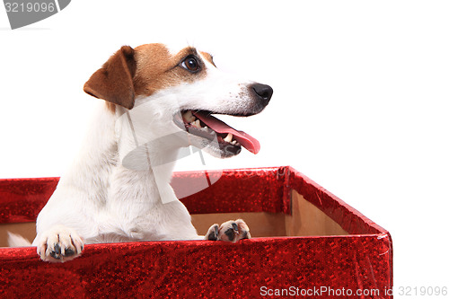 Image of jack russell terrier