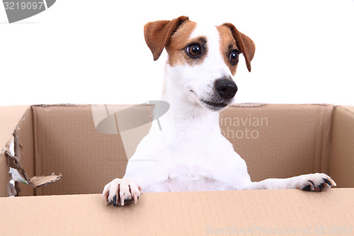 Image of jack russell terrier