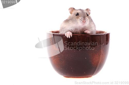 Image of dzungarian mouse