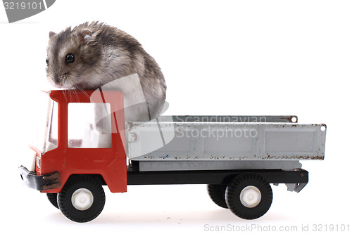 Image of dzungarian mouse in the car