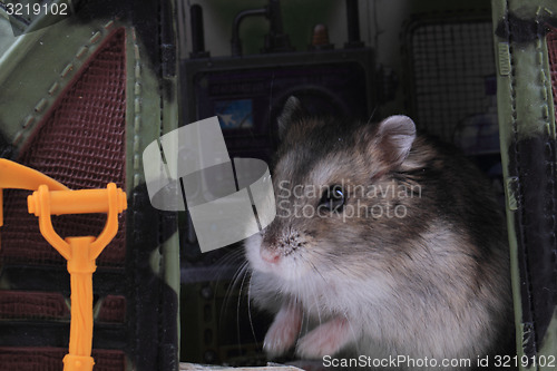 Image of dzungarian mouse
