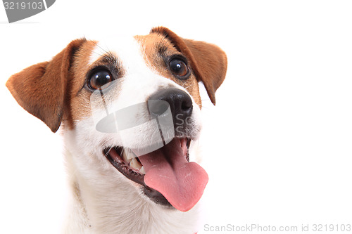 Image of jack russell terrier