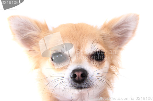 Image of chihuahua