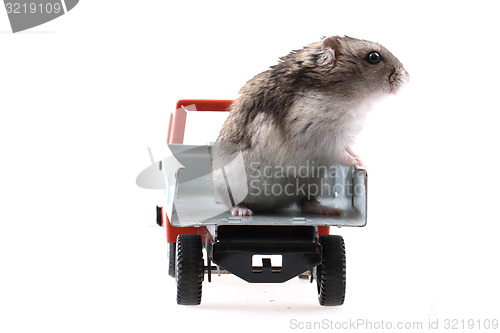 Image of dzungarian mouse in the car