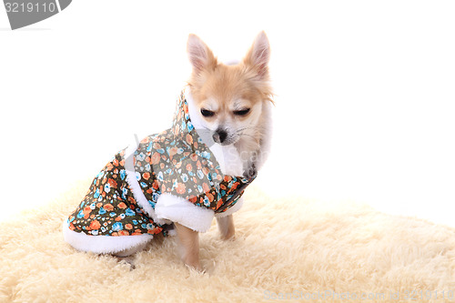 Image of chihuahua