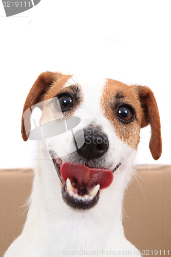 Image of jack russell terrier