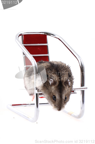 Image of dzungarian mouse in the chair