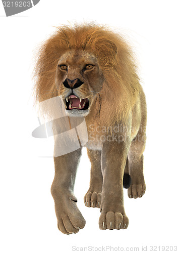 Image of Male Lion